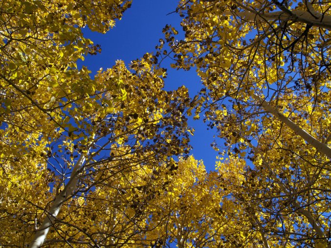 Aspens, Utah - Photo by Tim Giller