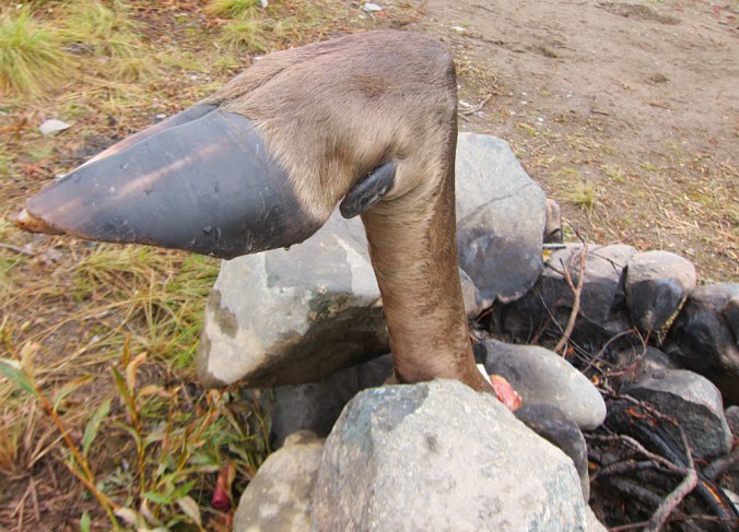 Severed Moose Leg