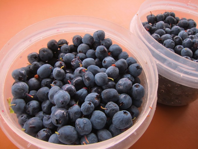 Vagabonds did a little harvesting too