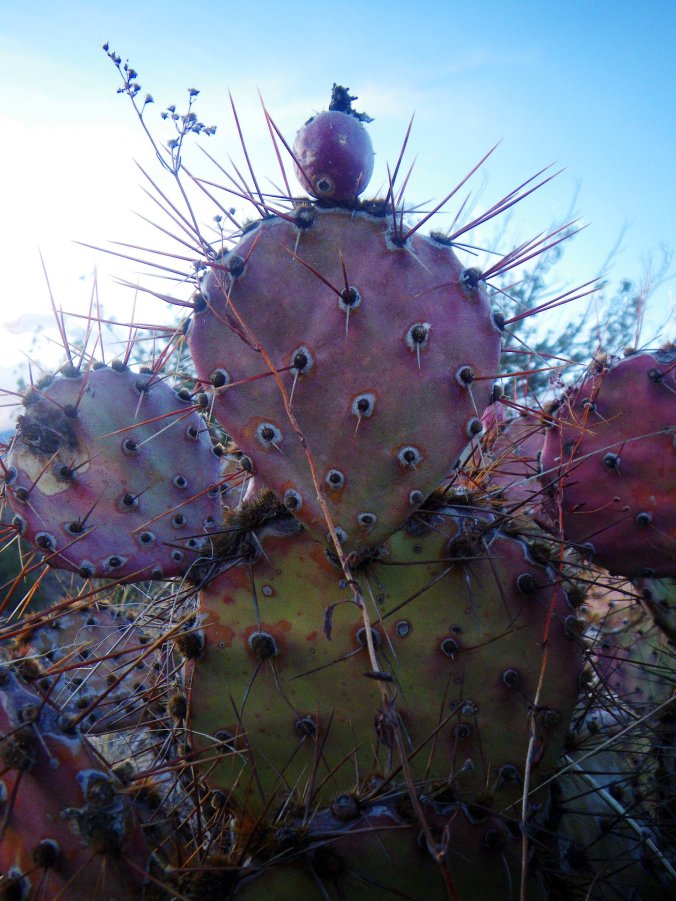 PricklyPear