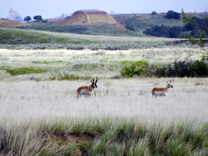 Pronghorn in South Dakota - Phot by Tim Giller