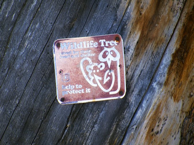Wildlife Tree, CO - Photo by Tim Giller