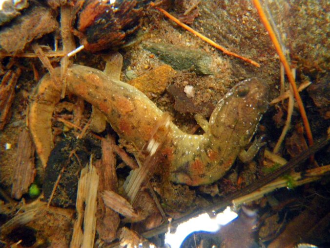 Salamander - Photo by Tim Giller