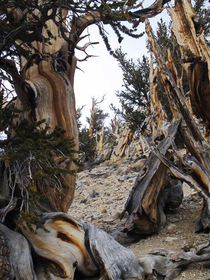 Bristlecones, White Mountains, CA - Photo by Tim Giller