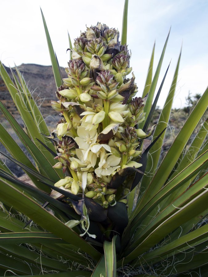 Mojave Yucca Flower - Photo by Tim Giller