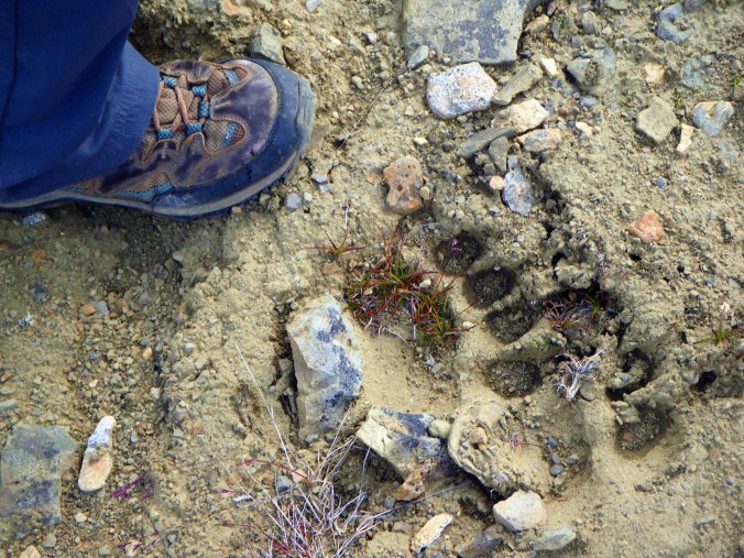 Bear Tracks, Wrangell-St Elias NP - Photo by Tim Giller