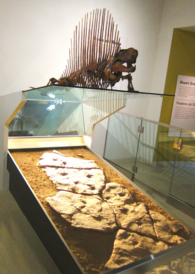 Dimetrodon