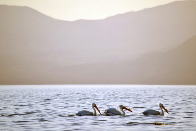 16.04WhitePelicans.jpg