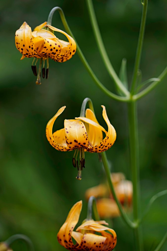 17.8LeopardLily1.jpg