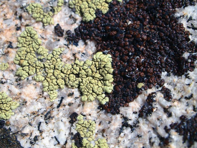 Lichens on Granite, Sierra Nevada - Photo by Tim Giller
