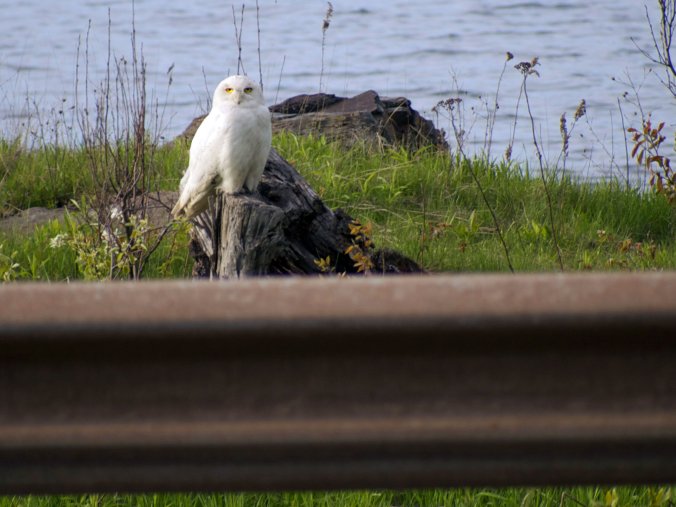 Snowy Owl, Michigan - Photo by Tim Giller