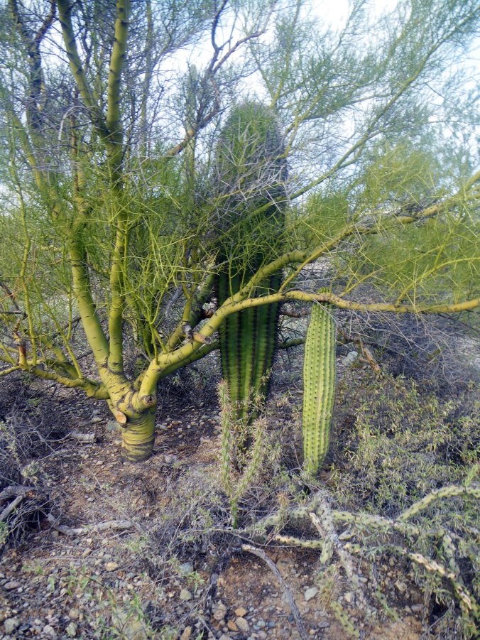 Yellow Palo Verde with Saguaros